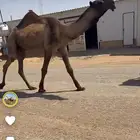 للبيع بعير اصفر