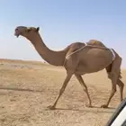 العشرا ام البكره الكفو