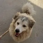 كلب هاسكي