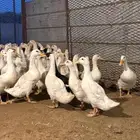 بط بكيني