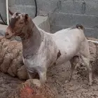 تيس عماني