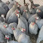 دجاج حبشي