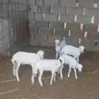 عرض دواغير خرفان اعمار شهر