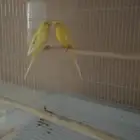 ازواج بادجي تحتها فروخ البينو ولاتينو عدد خمسه ازواج