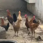 دجاج الموقع قنا على السوم اللي يبغى مقطع ولا شيء واتس