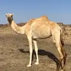 هجن