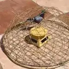 قرشع على الطاقة