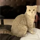 قط مفقود حي غرناطه لمن يعثر عليه