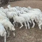 بهم تربية 44