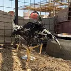 دجاج باكستاني للبيع
