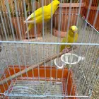 جوز حب لاتينو عيون جمر منتج