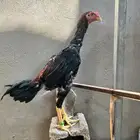 جوز شامو ياباني