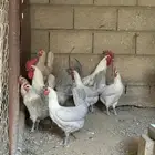 دجاج فيومي المنيوم ( فاخر )