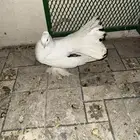 حمام زينة مستوى عالي ونظافة وصحة.