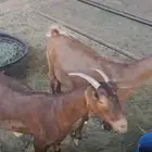 معزاء جنوبية للبيع