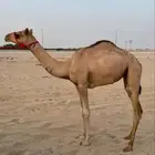 بكره مهجنه