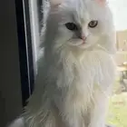 قط شيرازي دكر