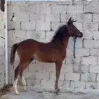 مهر جزيري للبيع