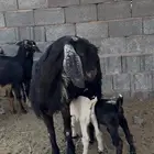 عنز سديس معهاتيسين روم ديوس سلم وصحه ممتازة