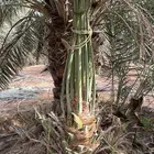 نخيل مثمر للبيع