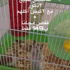 هامستر