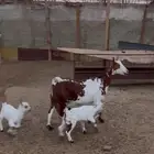 معزاعمانيه