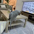 دره هولنديه