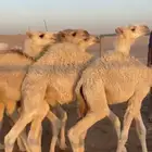 قعدان حشو طيبات على الحليب