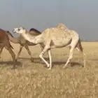 للبيع الناقه خفوت مبيوع ولدها