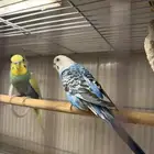 عرض لكم جوز بادجي منتج مع فروخ لون مميز وجميل