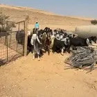 للبيع غنم و معزاء