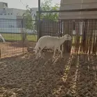 شاة حرية خلفة