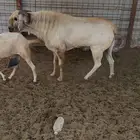 تيوس بيشه