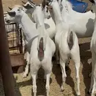 جفار بيشيات صنف