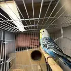 عرض لكم جوز بادجي منتج مع فروخ لون مميز وحجم تب