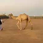 هجن