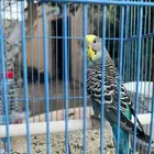 بادجي أنثى