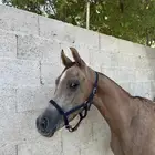 للبيع مهر عربي أصيل (بدون أوراق)