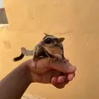 سنجاب طائر شوقر قلايدر