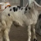 مشروع فحل اصفر