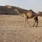ضروبه شقحا ثنيه كفو