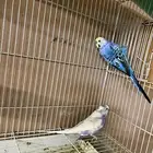 جوز طيور حب بادجي للبيع