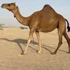 للبيع ناقة ساحلية فردية لقحه
