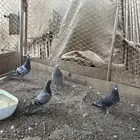 حمام زاجل سباق