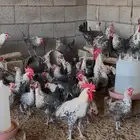 دجاج فيومي شبابي بياض