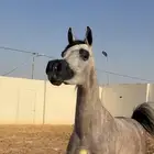 فرس واهو ( تم البيع )