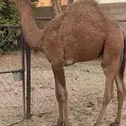 قعود تحت امه