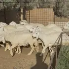 عشرون (20) رخل حرية حلوة للمقنى