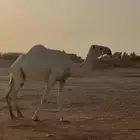 للبيع ضريبه وضحى ام ثاني