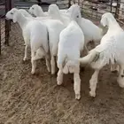 بهم حري